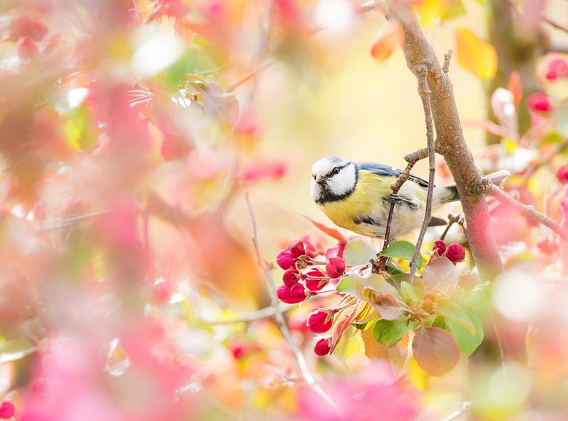 Pimpelmees in de bloeiende appelboom van ManfredFotos