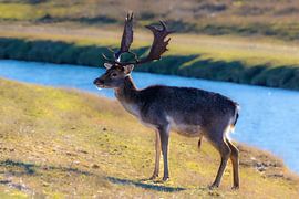 Lopend hert van Matthijs Hiemstra