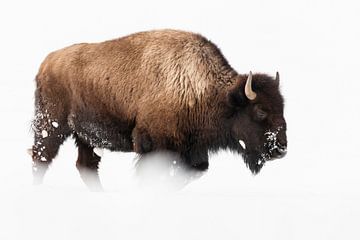 Amerikaanse bizon in sneeuw in Yellowstone nationaal park van Caroline Piek