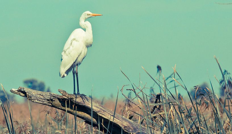 Poser par Anne Koop