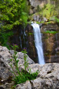 Blume im Vordergrund, fließender Wasserfall im grünen Wald im Hintergrund von Studio LE-gals
