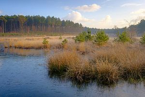 Frozen ven in Zonhoven by Johan Vanbockryck