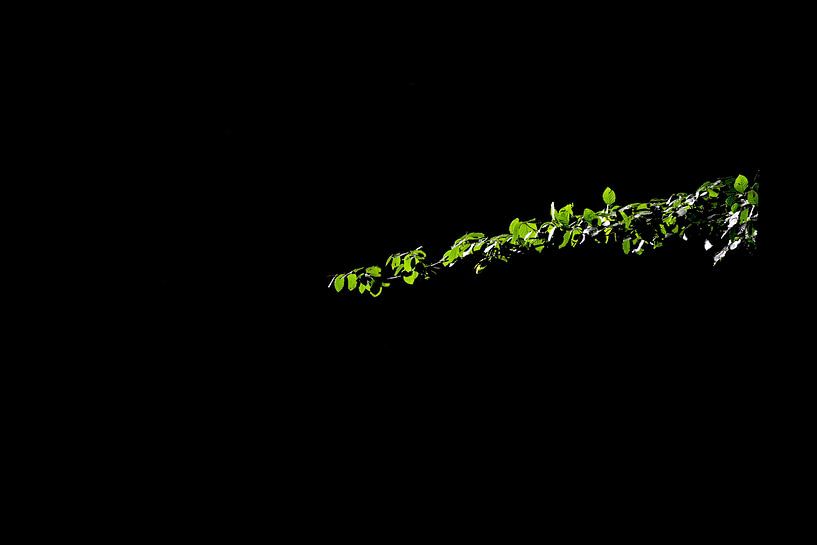 Fresh green by Photographer_Kathinka