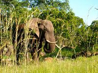 Elefant in Südafrika