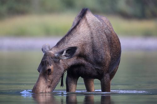 Elandkoe die waterplanten eet in het Glacier Nationaal Park in Montana, VS