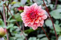 beautiful dahlia pink colour
