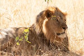 Males lion by GoWildGoNaturepictures