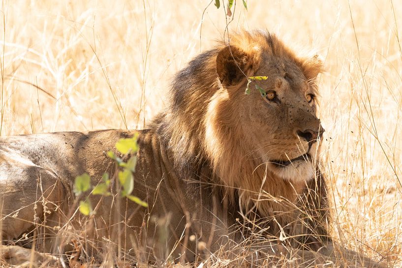 Males lion by GoWildGoNaturepictures
