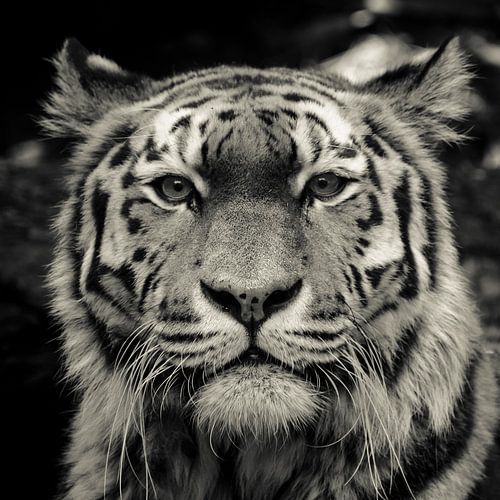 Time to stand and stare