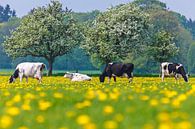 Hollandse koeien tussen de paardenbloemen van Martin Bergsma thumbnail
