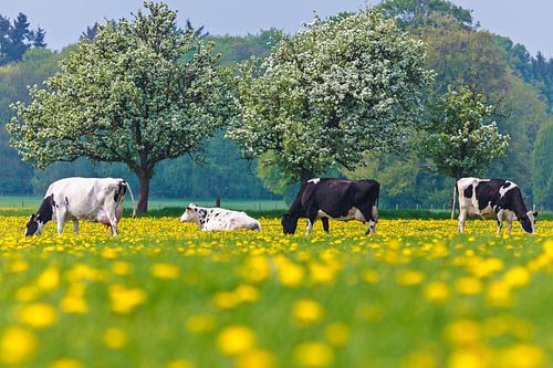 Dutch cows in a dandelion filled meadow