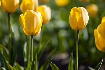 Yellow Tulips
