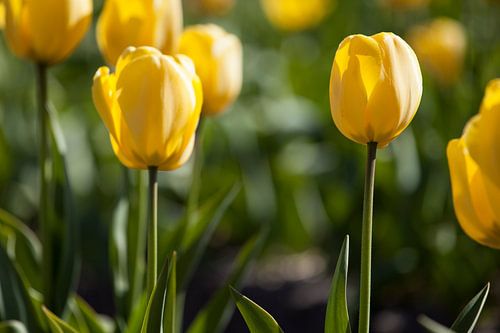 Gele Tulpen van Raoul Suermondt
