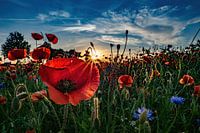 Coucher de soleil dans un champ de coquelicots