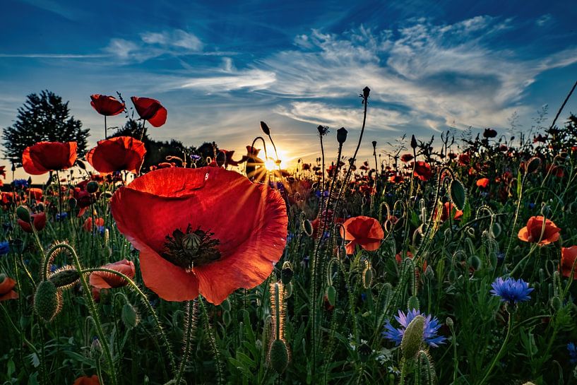 Coucher de soleil dans un champ de coquelicots par Raoul Juchem