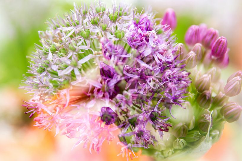 Purpurrote Lauchblume und -knospe. Doppelbelichtung von Mariette Alders