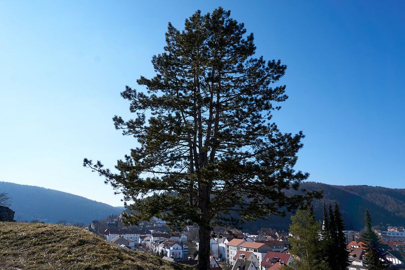 Mooie en imposante boom op een berg met blauwe hemel van creativcontent
