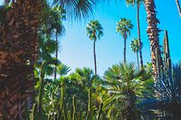 Palms