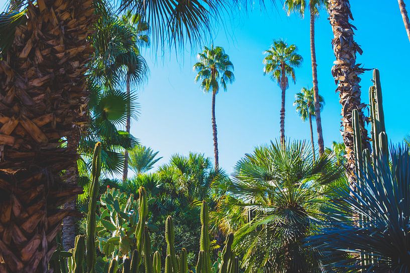 Palms par Lotte Spek