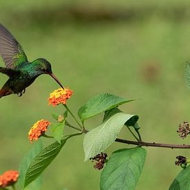 Kolibri von Eddy Kuipers