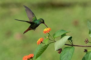 Colibri sur Eddy Kuipers