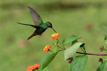 Hummingbird by Eddy Kuipers