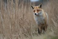 Rode vos (Vulpes vulpes), vos in het hoge riet, wild, Europa. van wunderbare Erde thumbnail