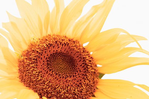 Tournesol à cœur d'or