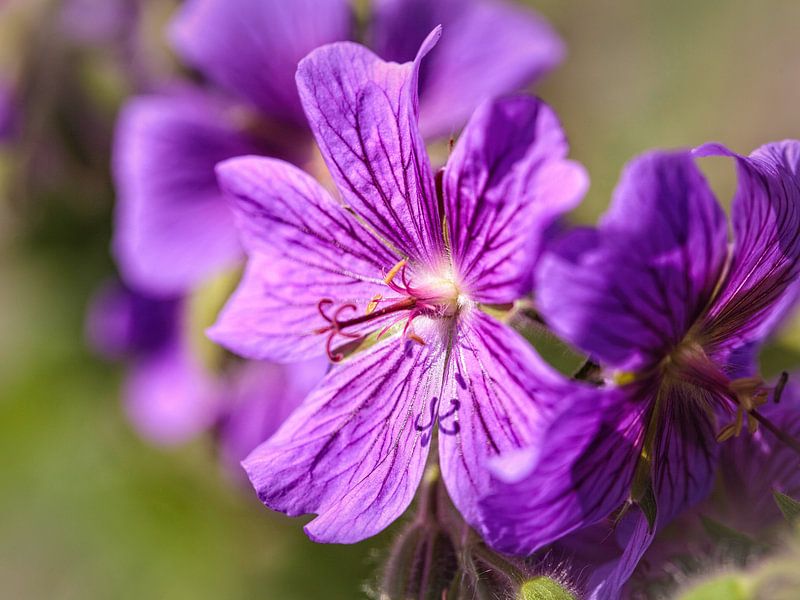 Gearanium by Rob Boon