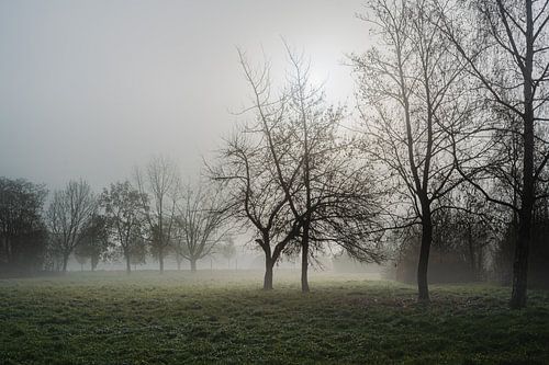 Brouillard matinal en novembre