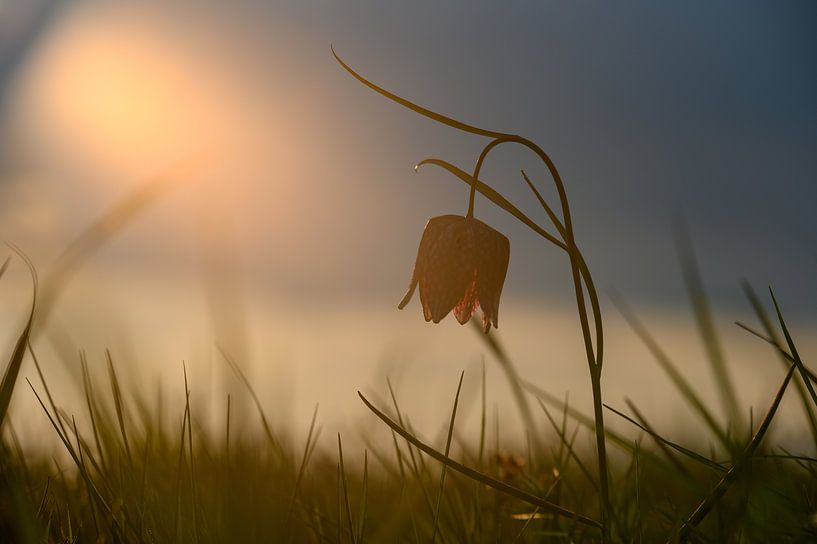 Kiebitzblume auf dem Gebiet von Michel Knikker