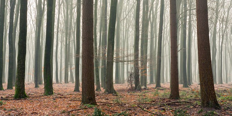 Mistig bos by Evert Jan Kip
