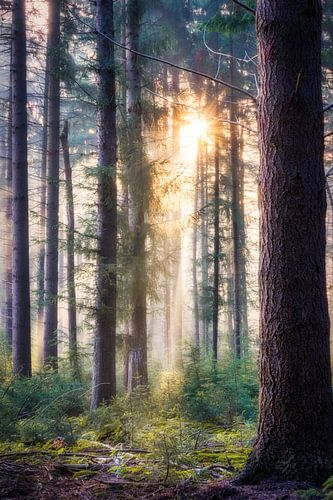 Zon en mist in een dennenbos