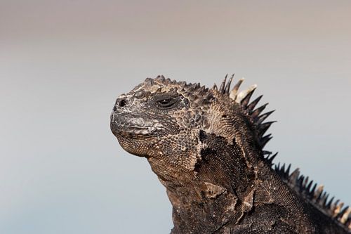 Galapagos Zeeleguaan portret, Puerto Ayora, Santa Cruz