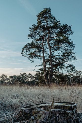 Il y a toujours une nouvelle vie