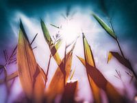 Cornfield Blues