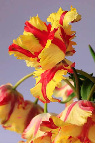 Parrot tulips