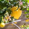 Citron jaune ensoleillé et citronnier en fleurs sur Adriana Mueller