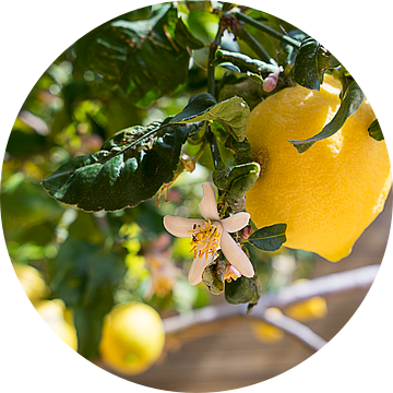 Zonnige gele citroen en bloeiende citroenboom van Adriana Mueller
