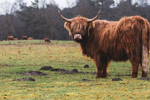 Herde schottischer Highlander mit imposanter Kuh im Vordergrund