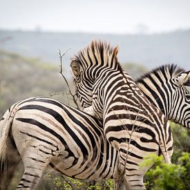 Zebra's spelen met elkaar van Marcel Alsemgeest