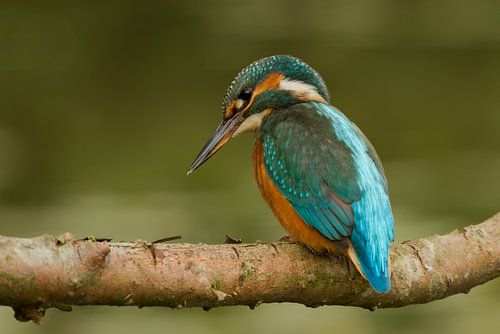 Kingfisher on a branch