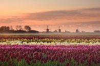 Tulipes au lever du soleil par John Leeninga Aperçu