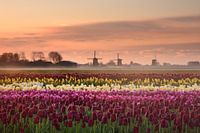 Tulips at sunrise