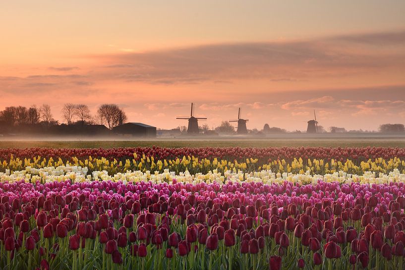 Tulpen bij zonsopkomst van John Leeninga