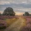 Blühende Heidelandschaft bei Sonnenaufgang von Susan van Etten