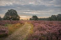 Flowering heather at sunrise