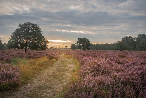 Flowering heather at sunrise