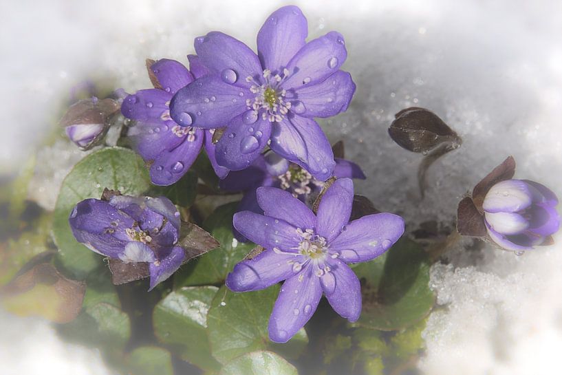 Leberblümchen  von Christine Nöhmeier