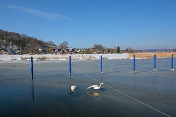 Schwäne am zugefrorenen Bodden, Hafen Moritzdorf